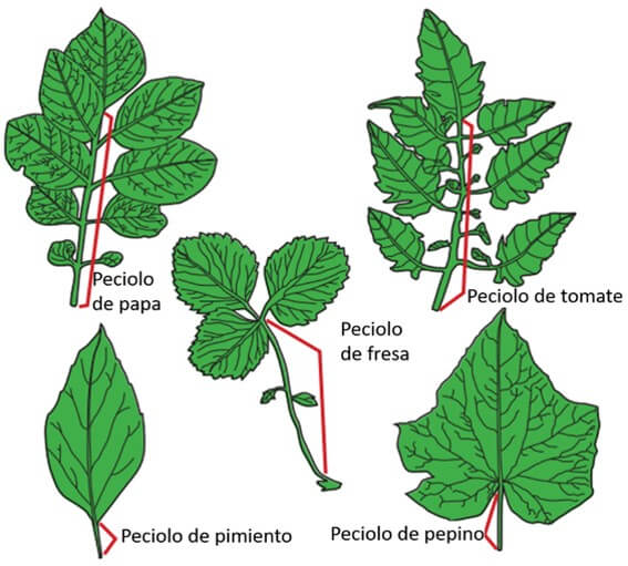 Extracto Celular De Peciolo Intagri S C 